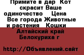 Примите в дар. Кот скрасит Ваше одиночество. › Цена ­ 0 - Все города Животные и растения » Кошки   . Алтайский край,Белокуриха г.